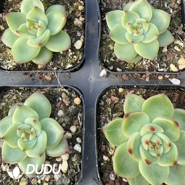 Echeveria Blue Dragon - Image 2