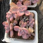 Graptoveria Gypsy/Graptoveria Mrs Richards Variegated Clustering - Image 2