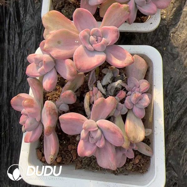 Graptoveria Gypsy/Graptoveria Mrs Richards Variegated Clustering - Image 2