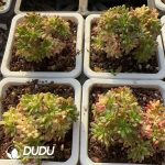 Aeonium sedifolium variegata - Image 2