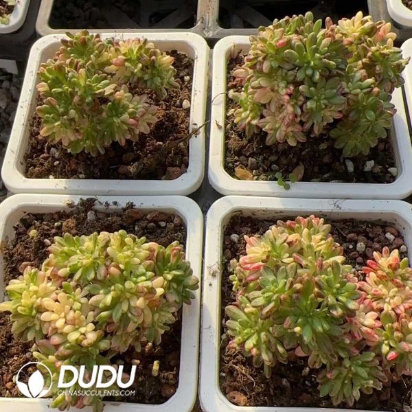 Aeonium sedifolium variegata - Image 2