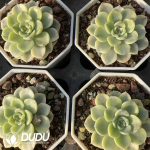 Echeveria Tinkerbell Variegated - Image 2