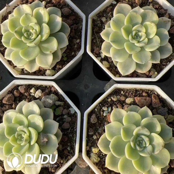 e202-189.jpg Echeveria Tinkerbell Variegated - Image 2