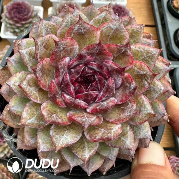 Echeveria Black Diamond - Image 2
