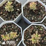 Crassula deltoidea f.variegata - Image 2