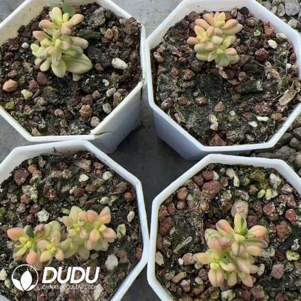 Crassula deltoidea f.variegata - Image 2