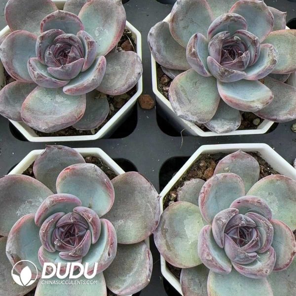 Echeveria Black Orange - Image 2