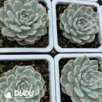 Echeveria Snowball Variegated - Image 2