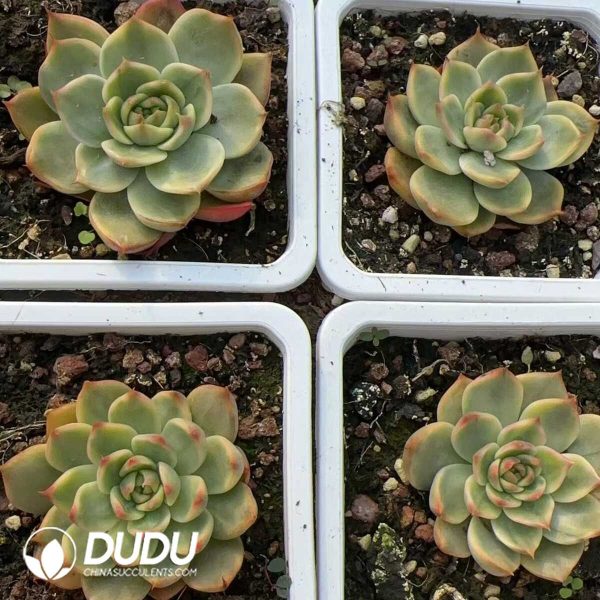 Echeveria Peach Blossom Variegated - Image 2