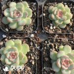 Echeveria Qin Xin - Image 2