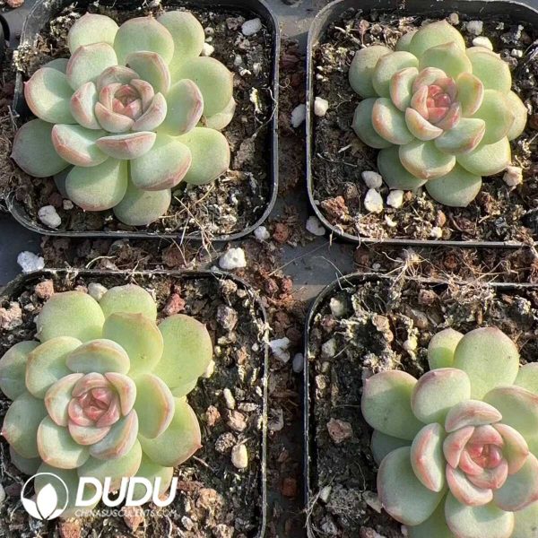 Echeveria Qin Xin - Image 2