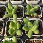 Pachyphytum Golden Cicada - Image 2