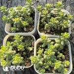 Sedum Golden Rice Variegated - Image 2