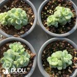 Echeveria Bubble Skirt - Image 2