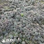Gymnocalycium Riojense Seedlings 100 pcs - Image 2