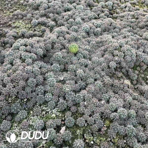 e202-2.jpg Gymnocalycium Riojense Seedlings 100 pcs - Image 2