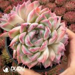 Echeveria Sailor Moon - Image 2