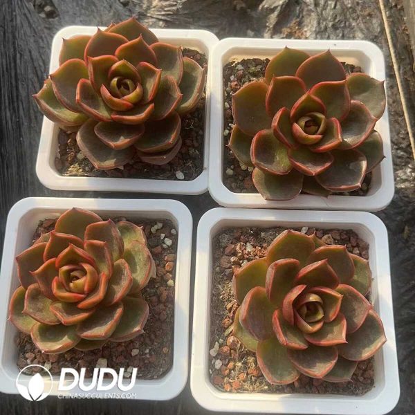 Echeveria Red Light - Image 2