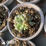 Echeveria Red Love - Image 2