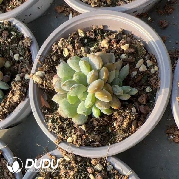 Echeveria Red Love - Image 2