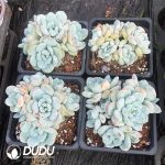 Echeveria Snowfall Clustering - Image 2