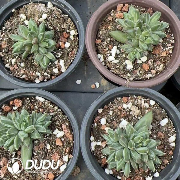 Pachyphytum Suyu Beauty Clustering - Image 2