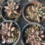 Pachyphytum Second Generation Consort Yu - Image 2