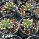 Pachyphytum Yanzi - Image 2