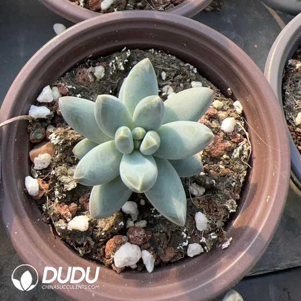 Pachyphytum Dolphin - Image 2