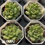 Echeveria Ice Angel Variegated - Image 2