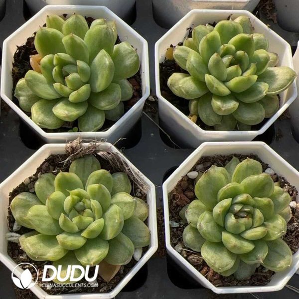 Echeveria Ice Angel Variegated - Image 2