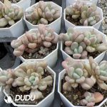 Echeveria Bill Gates Random 2-4 Heads - Image 2