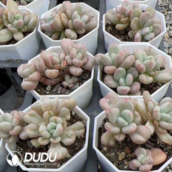 Echeveria Bill Gates Random 2-4 Heads - Image 2