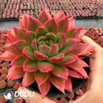 Echeveria Demon Lord - Image 2