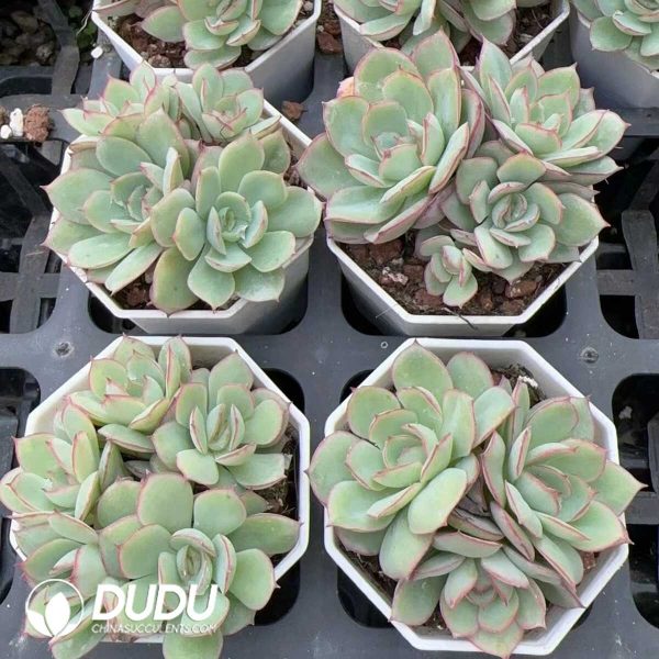 Echeveria Panamera Clustering - Image 2