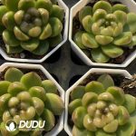 Echeveria Laila Jenny - Image 2