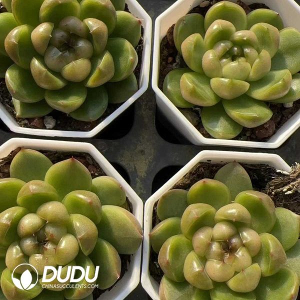 Echeveria Laila Jenny - Image 2