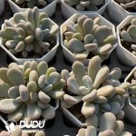 Echeveria Pink Rabbit Clustering - Image 2