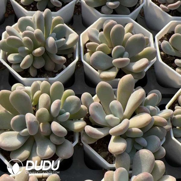 Echeveria Pink Rabbit Clustering - Image 2