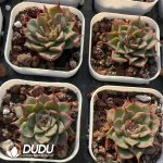 Echeveria Queen Hamley - Image 2