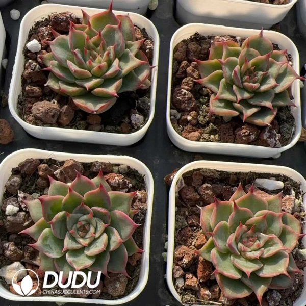 Echeveria Queen Hamley - Image 2