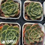 Echeveria Paso Doble - Image 2