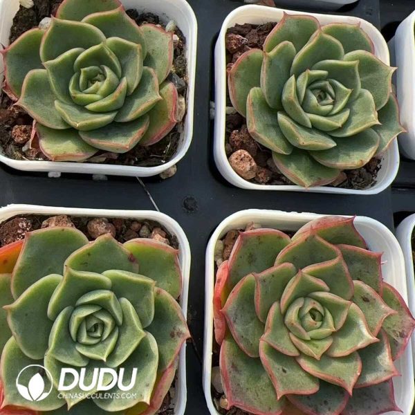 Echeveria Paso Doble - Image 2