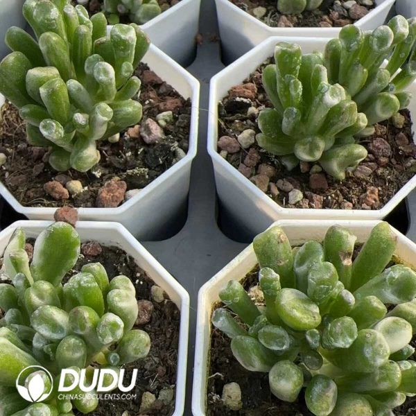 Crassula Ovata Gollum Variegated - Image 2