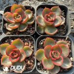 Echeveria Red Light - Image 2