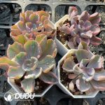 Echeveria Rain Drops Variegated - Image 2