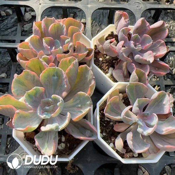 Echeveria Rain Drops Variegated - Image 2