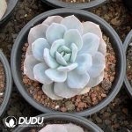 Echeveria Matcha Cake - Image 2