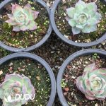 Echeveria Agavoides Casio - Image 2