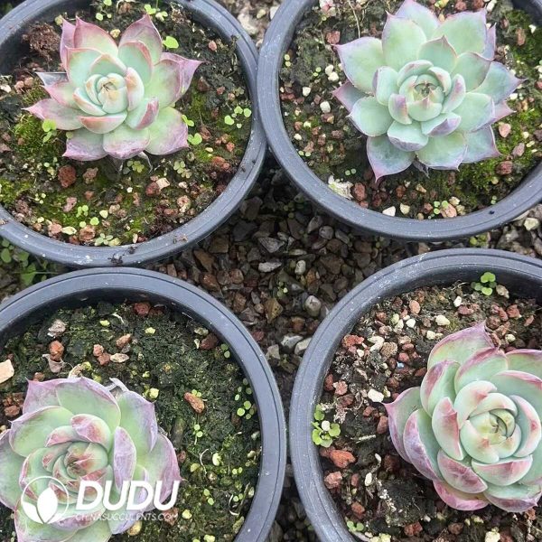 Echeveria Agavoides Casio - Image 2